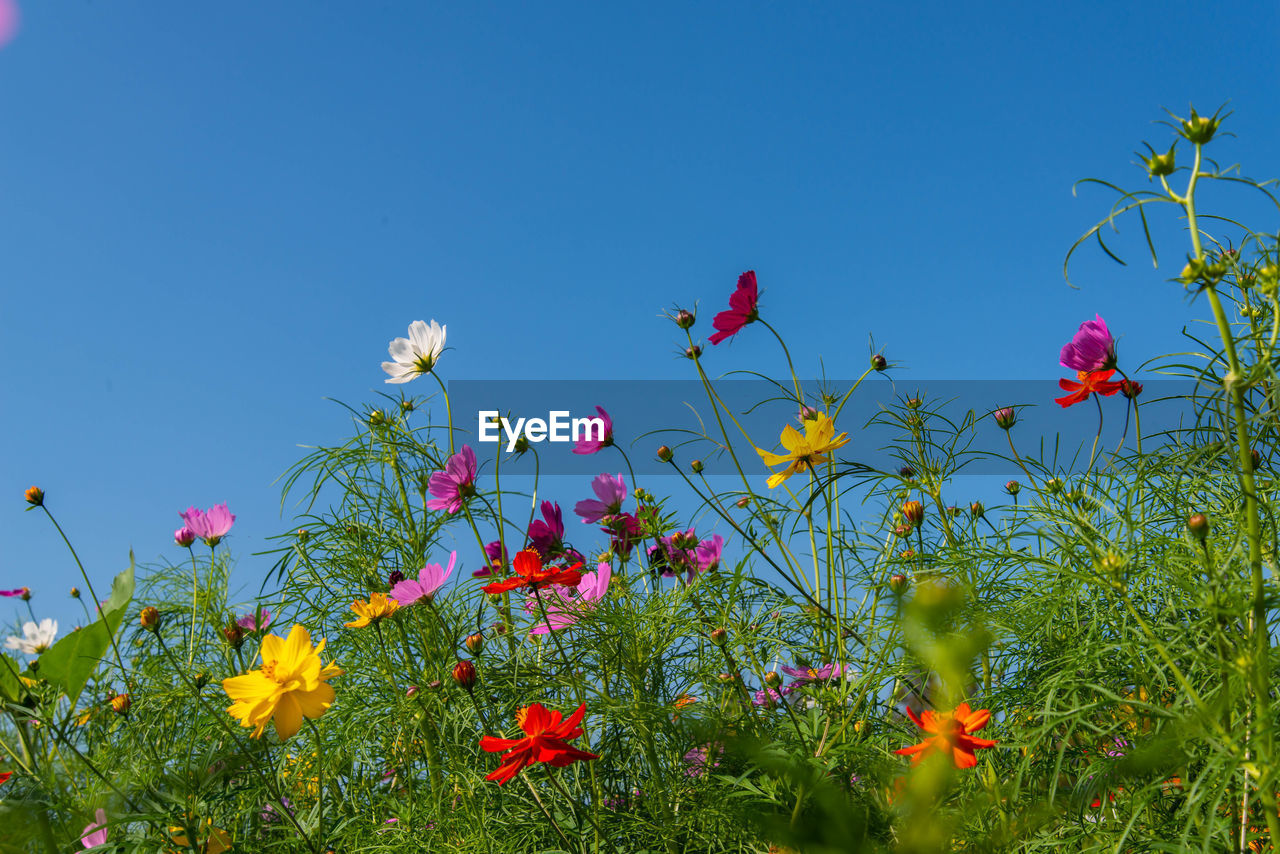 Close-up of flowering plants against clear blue sky