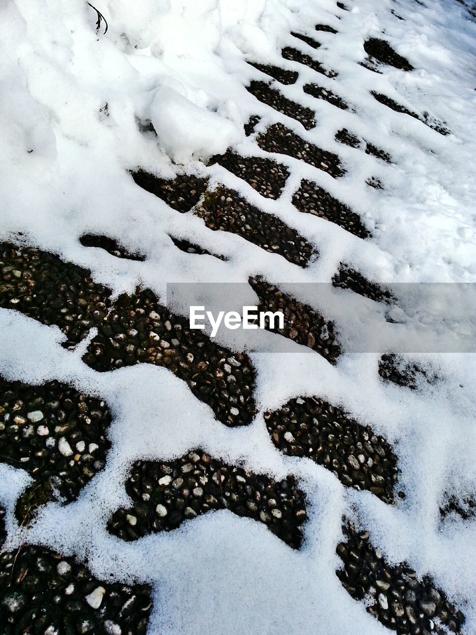 SNOW COVERED TREES