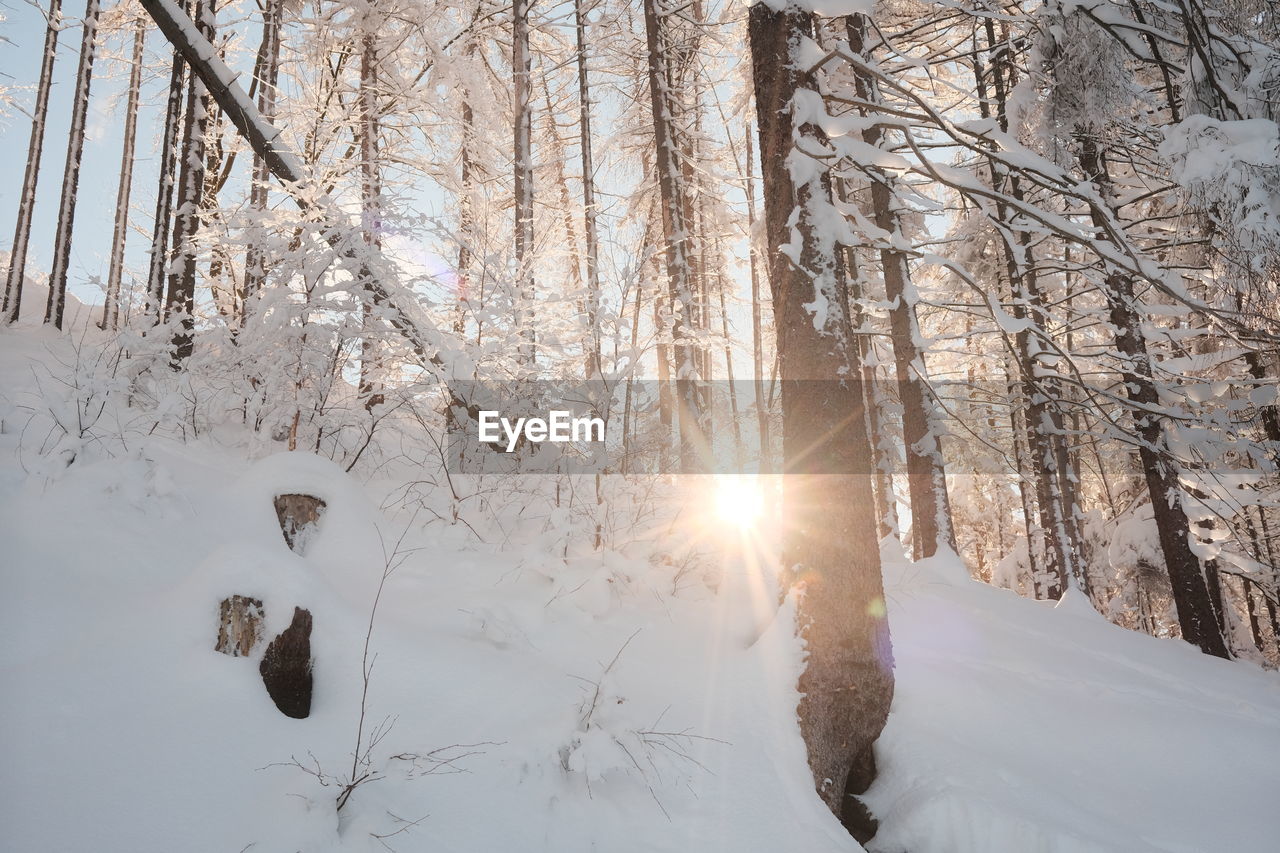 SNOW COVERED TREES AGAINST BRIGHT SUN