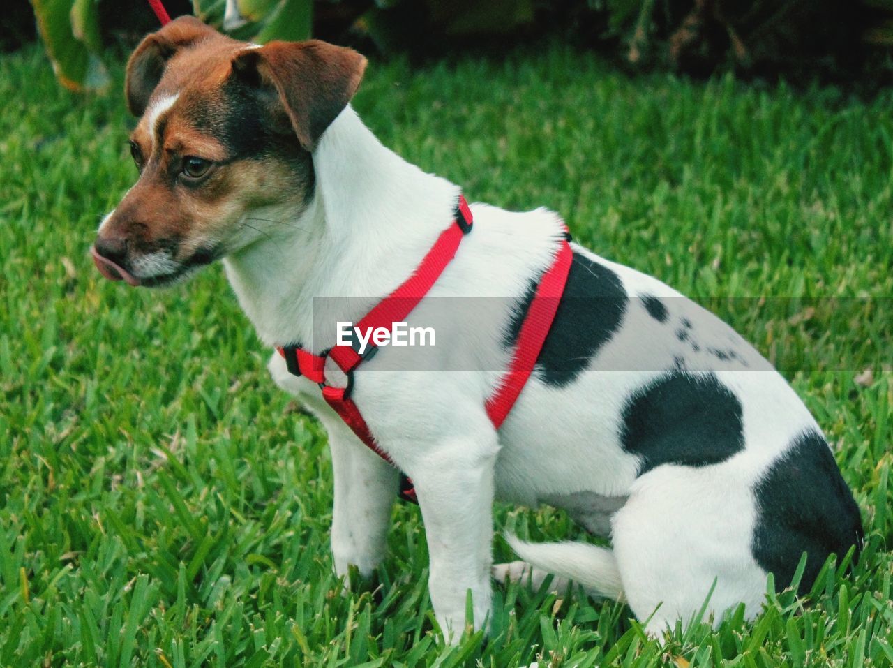 DOG LOOKING AWAY ON LAND