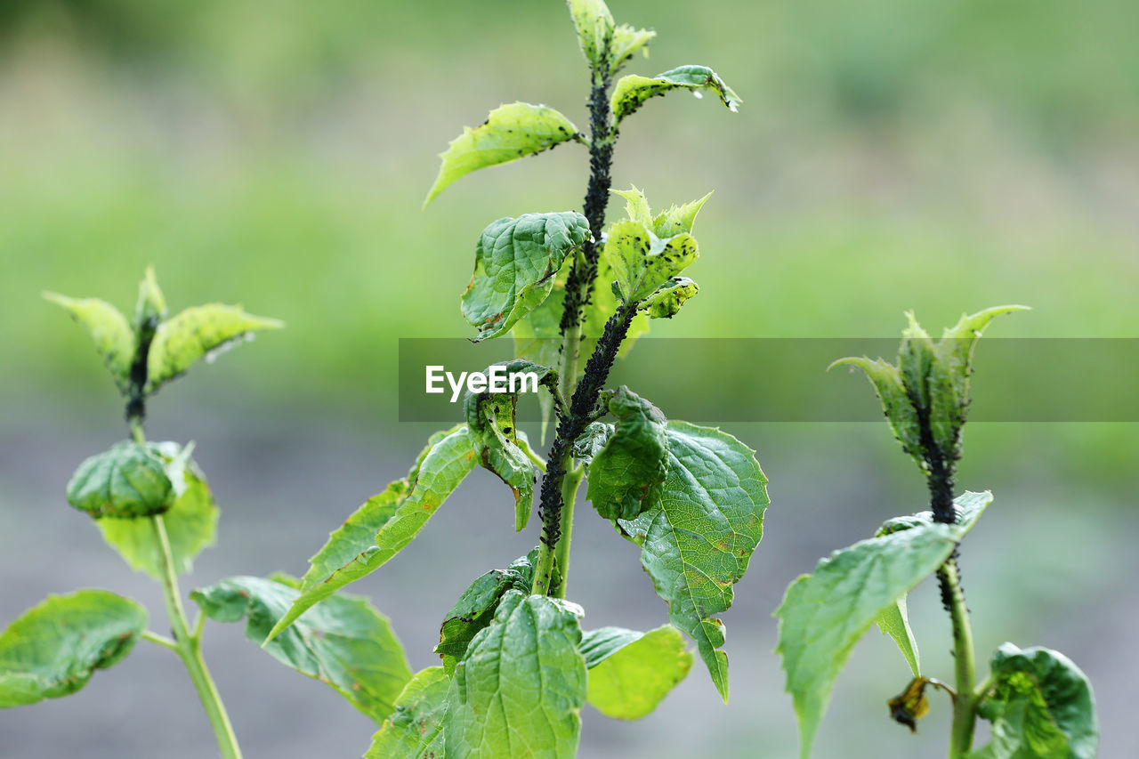 plant, green, leaf, plant part, growth, nature, food, food and drink, focus on foreground, no people, herb, close-up, freshness, beauty in nature, flower, healthy eating, produce, outdoors, day, vegetable, environment, social issues, tree, agriculture, plant stem, branch, fruit, environmental conservation, land, field, macro photography, wildflower