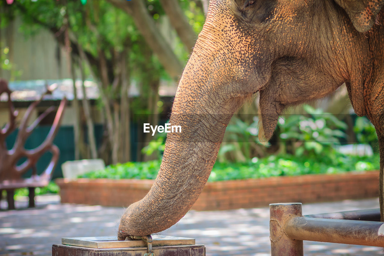 CLOSE-UP OF ELEPHANT