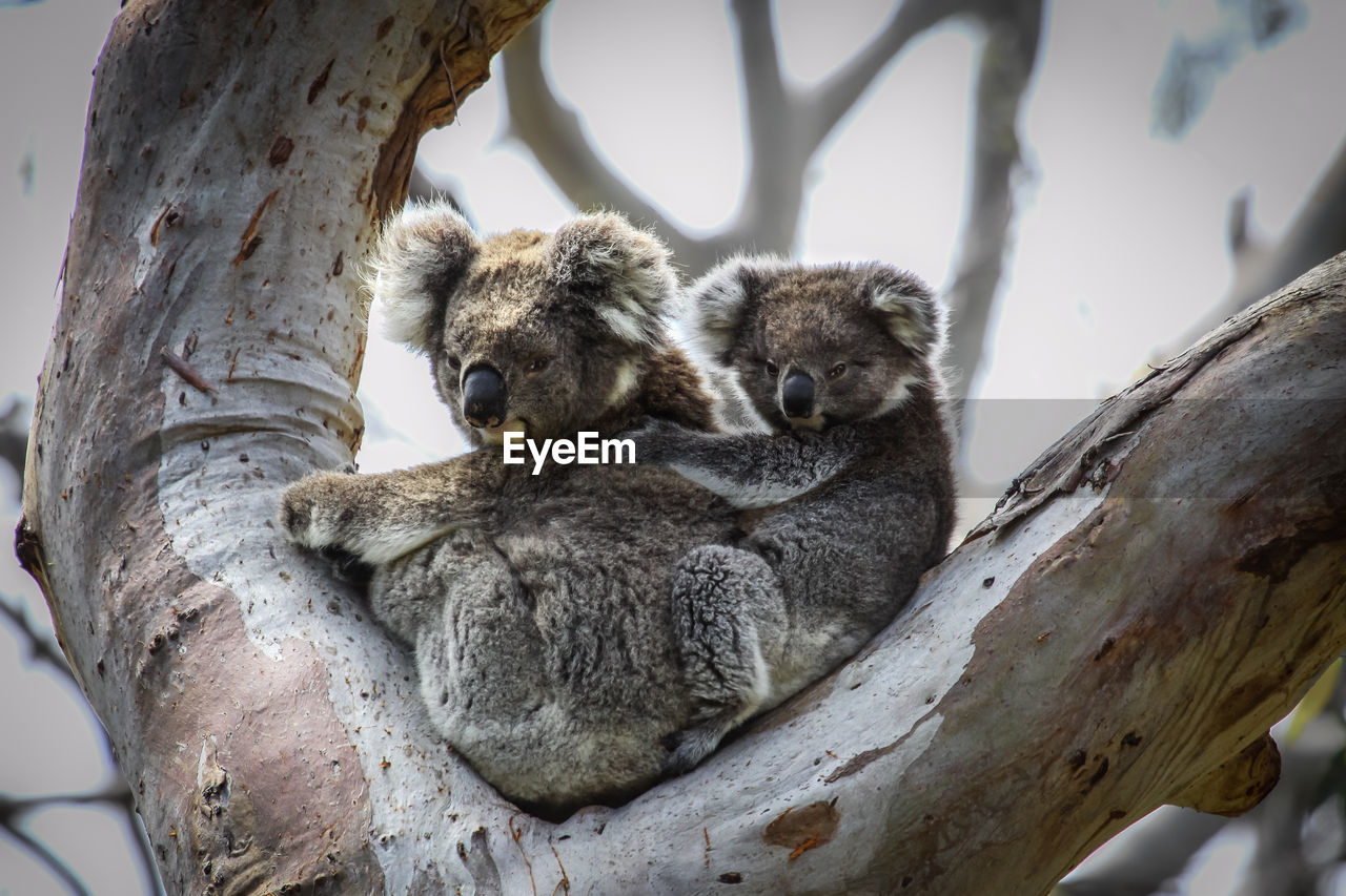 Close-up of koala with baby relaxing on a tree