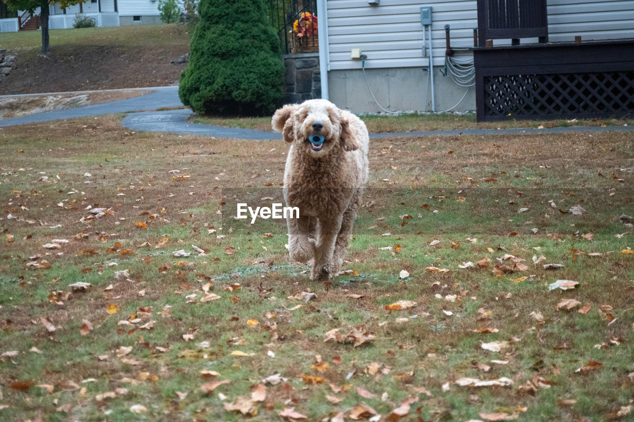 PORTRAIT OF DOG STANDING BY GRASS