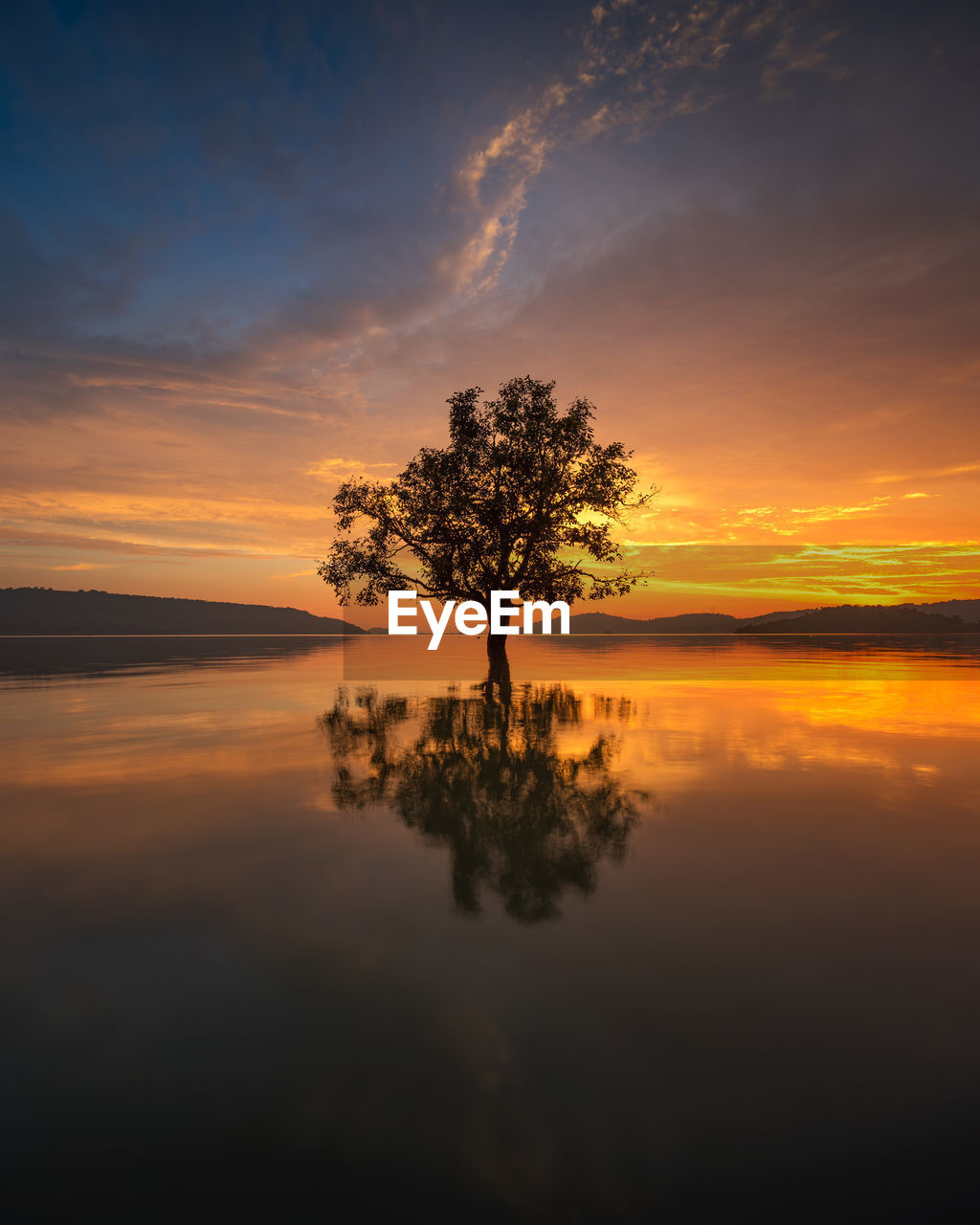 Single tree against sky at sunset