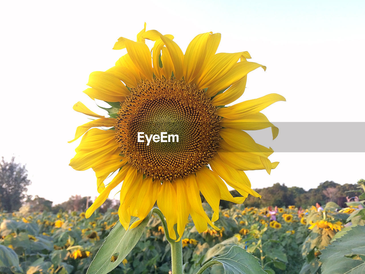 Close-up of sunflower field against clear sky