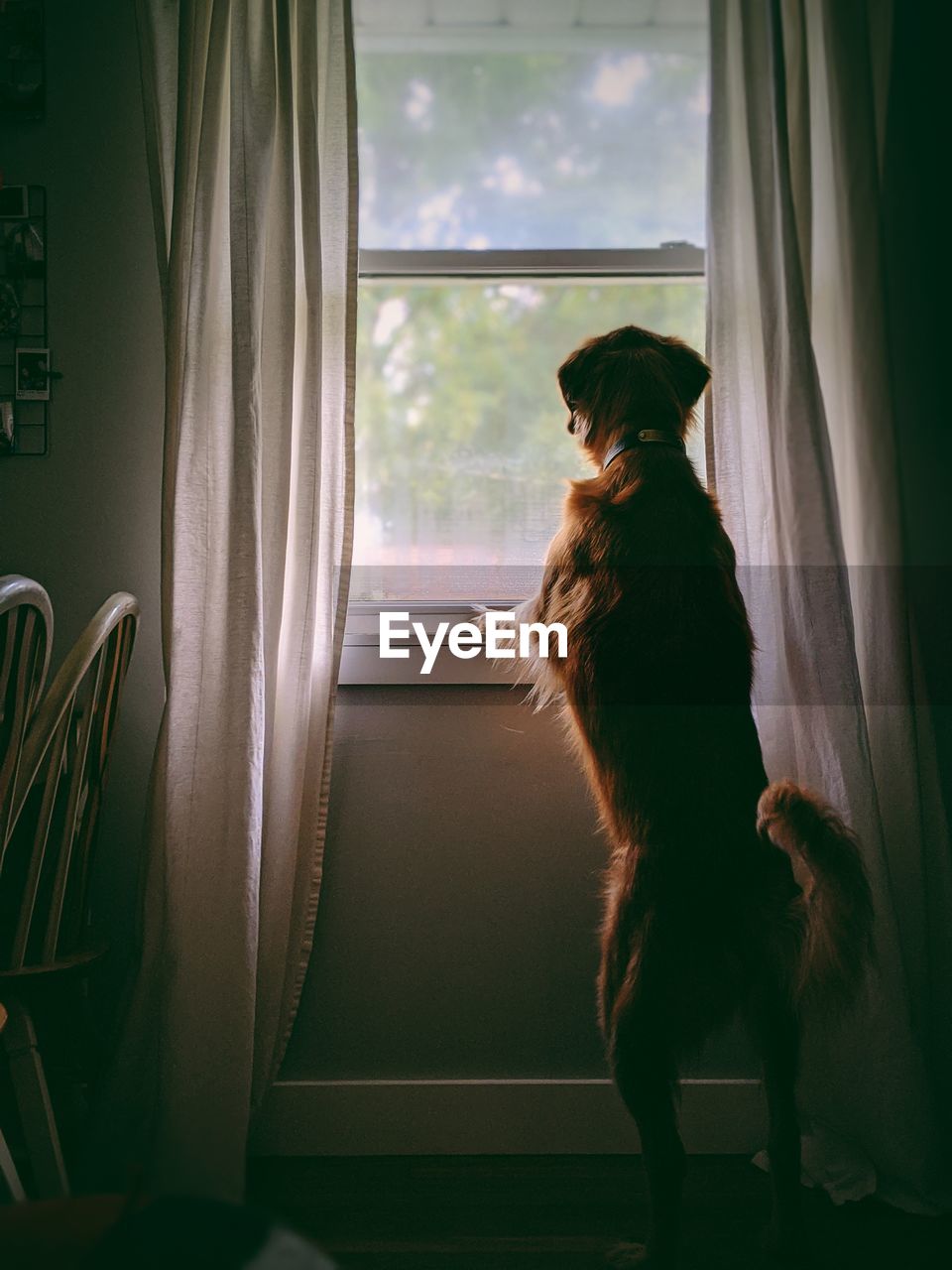 CAT SITTING ON WINDOW LOOKING AT CAMERA