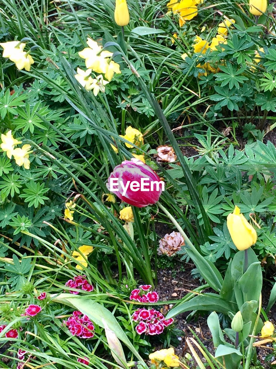 CLOSE-UP OF FLOWERS AND LEAVES