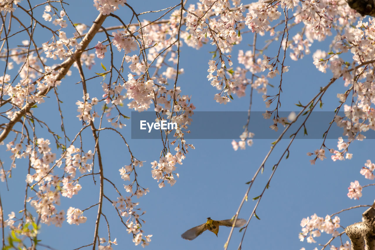 LOW ANGLE VIEW OF CHERRY BLOSSOM TREE AGAINST SKY