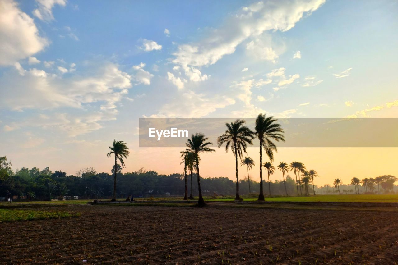 palm tree, tree, sky, tropical climate, field, horizon, plant, environment, nature, landscape, cloud, land, sunset, sunlight, dusk, coconut palm tree, agriculture, beauty in nature, scenics - nature, plain, evening, grass, tranquility, no people, travel destinations, outdoors, rural area, savanna, tropical tree, tranquil scene, travel, rural scene, growth, sun, borassus flabellifer, idyllic