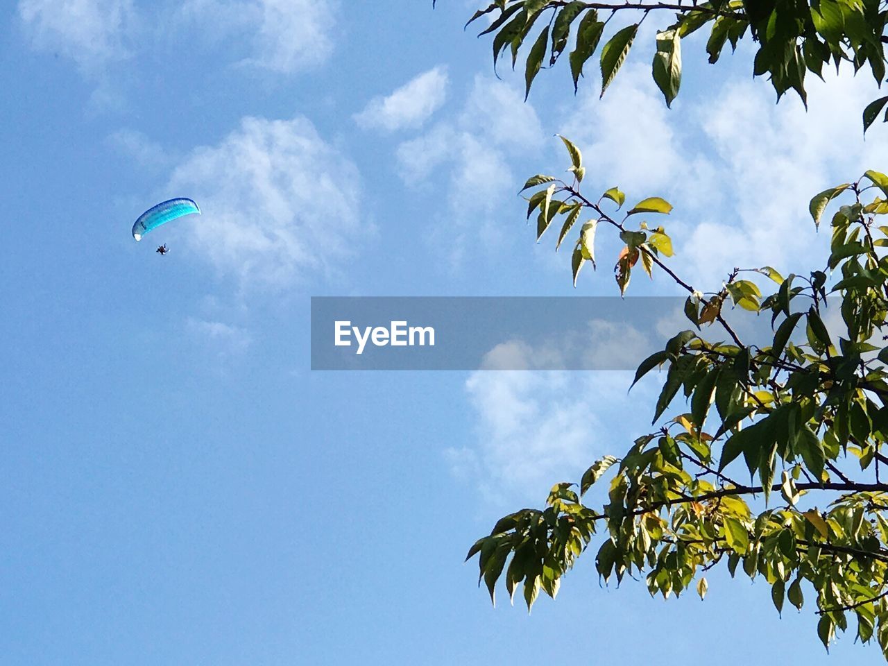 Low angle view of tree against sky