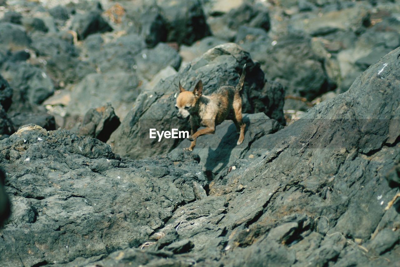 Close-up of chihuahua on rock