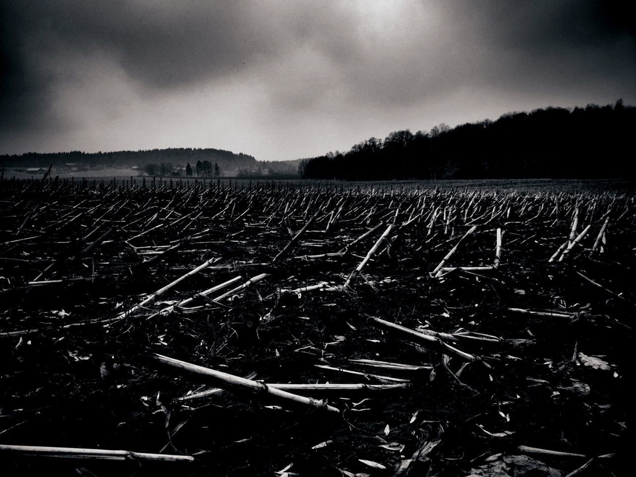 Broken stems in field