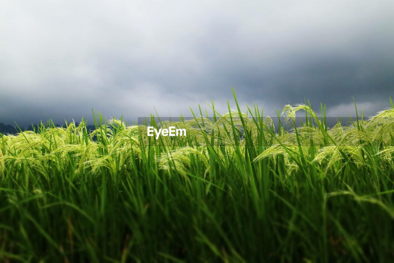 View of field against cloudy sky