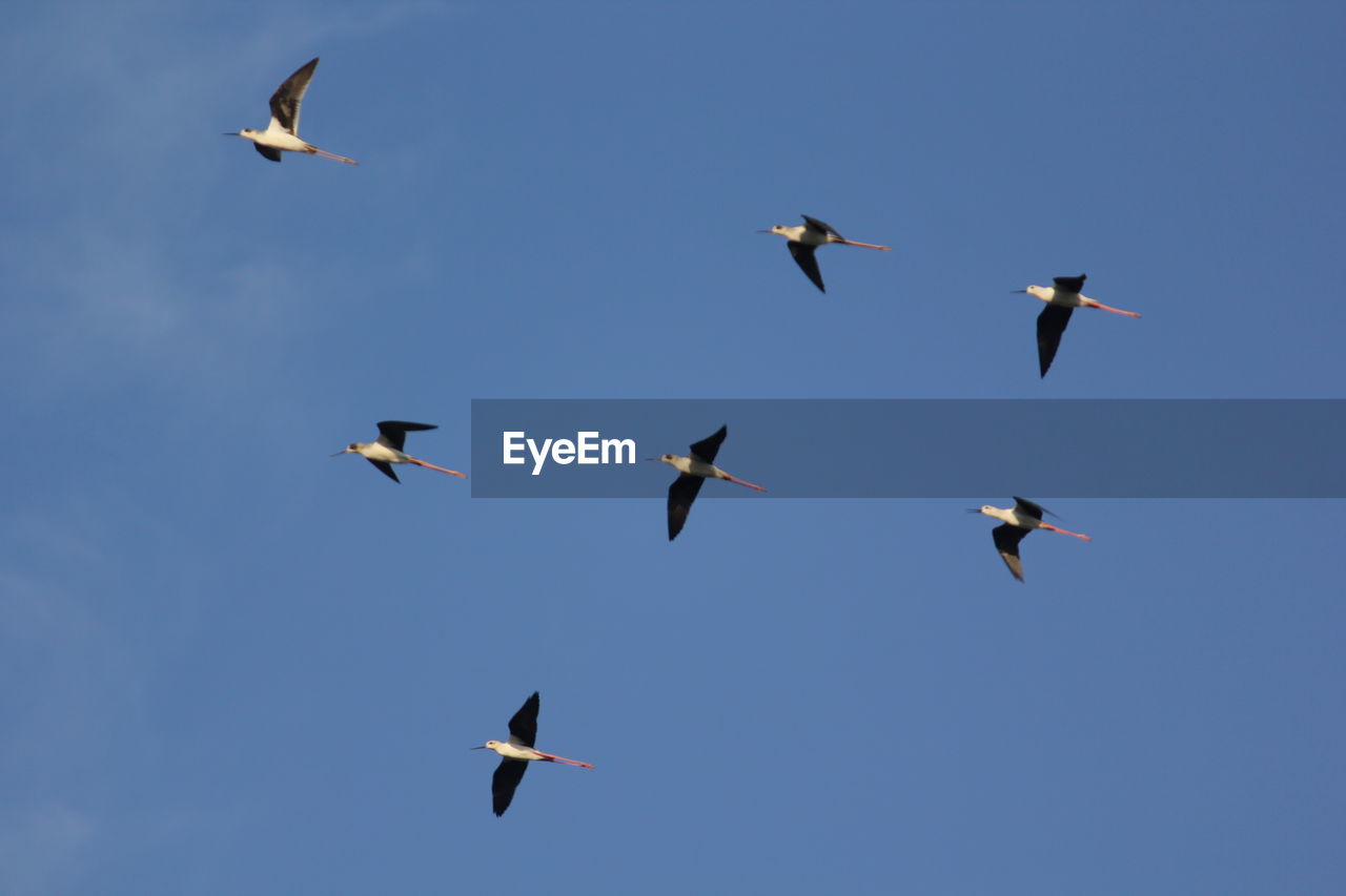 LOW ANGLE VIEW OF BIRDS FLYING AGAINST CLEAR BLUE SKY