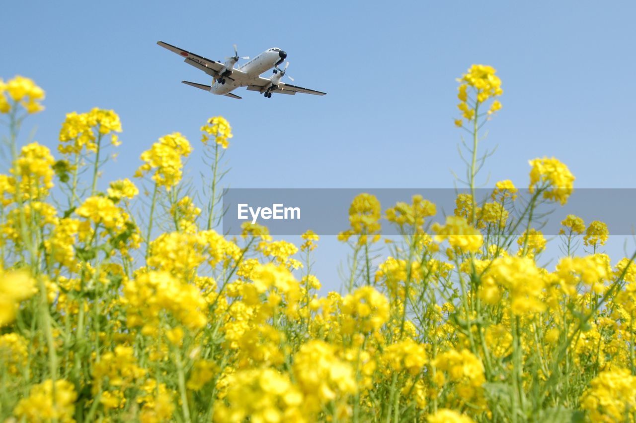 Airliner approaching fukuoka airport with canola flower field