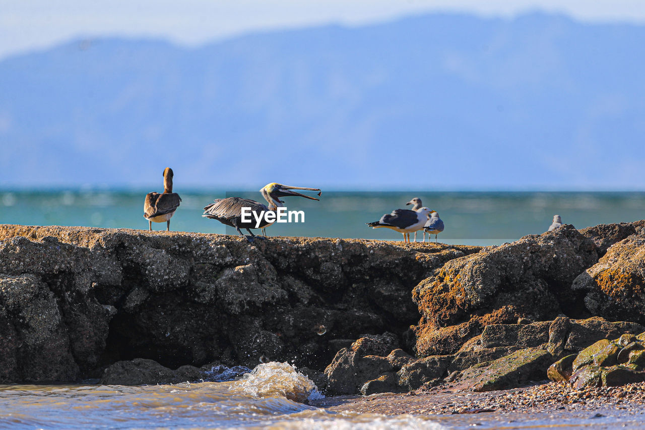 Seagull perching on rock by sea against sky, seagull perching on beach, pelican, pelicans