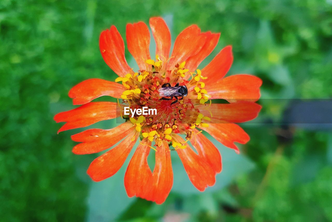 Directly above shot of fly on orange flower