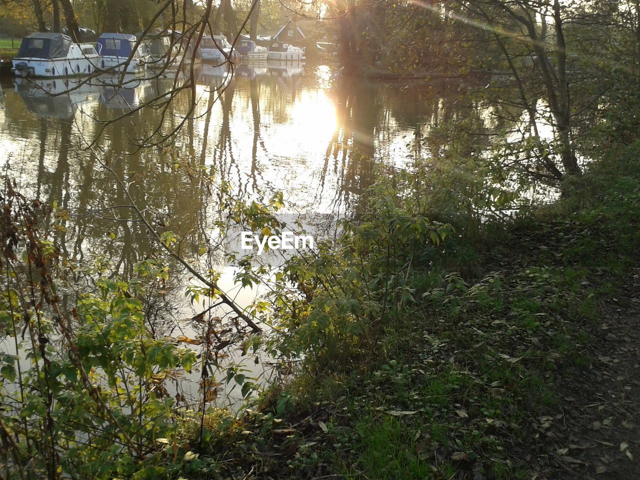 TREES GROWING IN LAKE