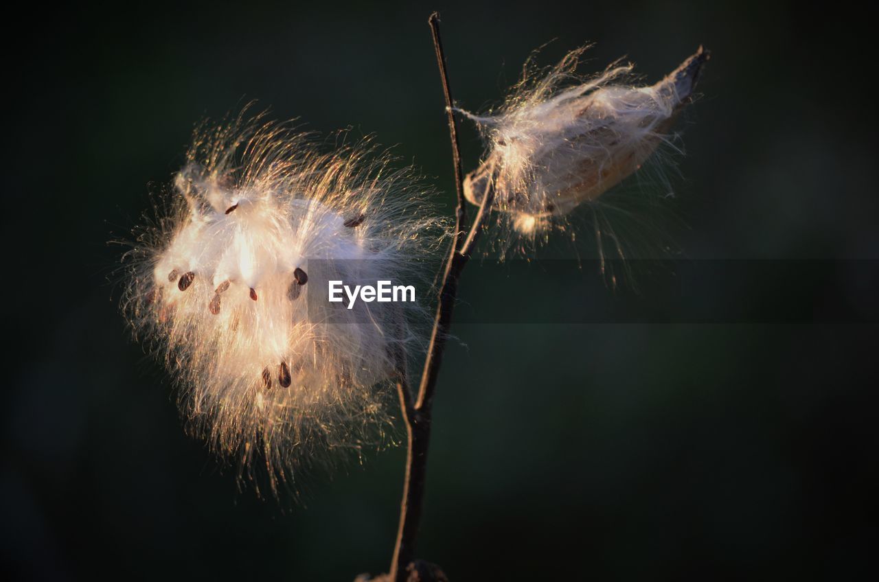 Close-up of milkweeds