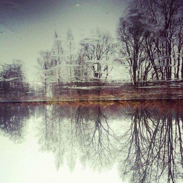 REFLECTION OF BARE TREES ON WATER