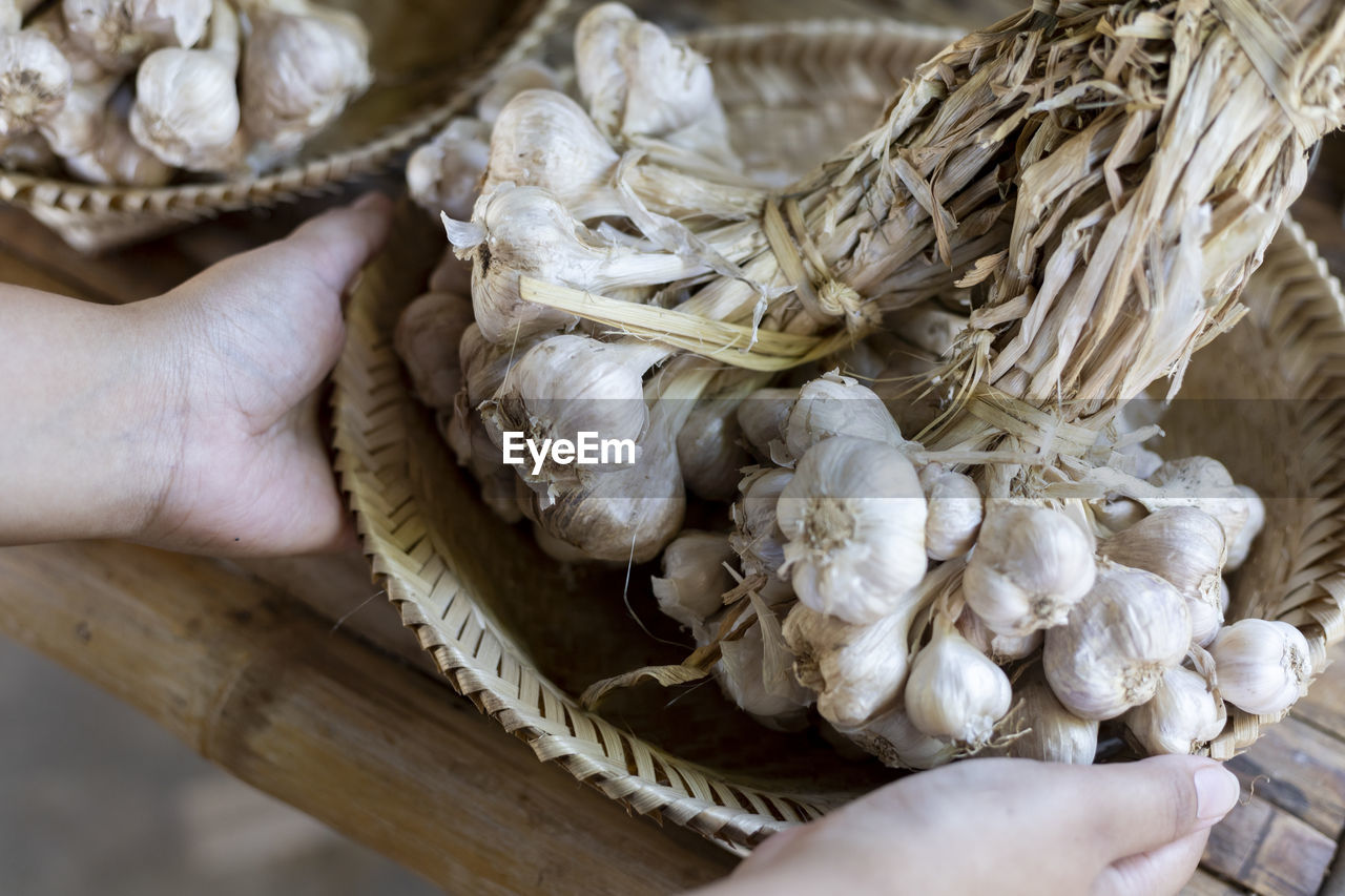 Selective focus large bunch of garlic in the saplings of agricultural gardeners in thailand, 