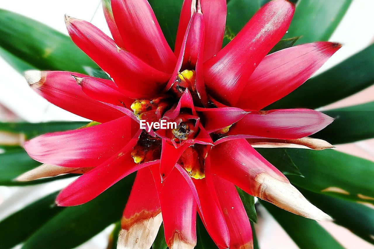 CLOSE-UP OF RED FLOWER BLOOMING OUTDOORS