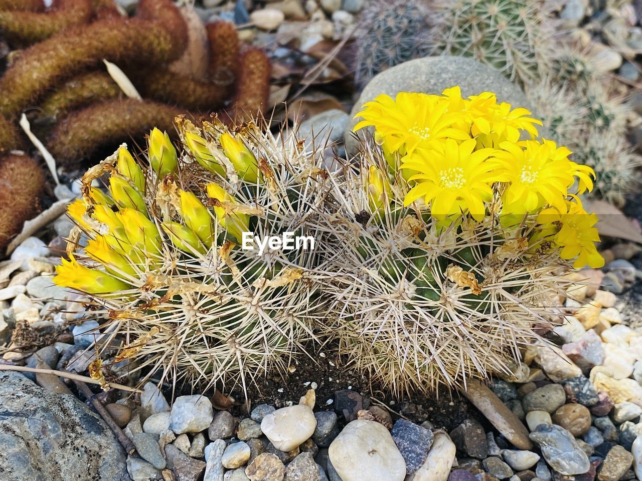 nature, plant, beauty in nature, flower, flowering plant, no people, day, high angle view, yellow, growth, rock, freshness, succulent plant, stone, close-up, cactus, land, outdoors, fragility, field, flower head