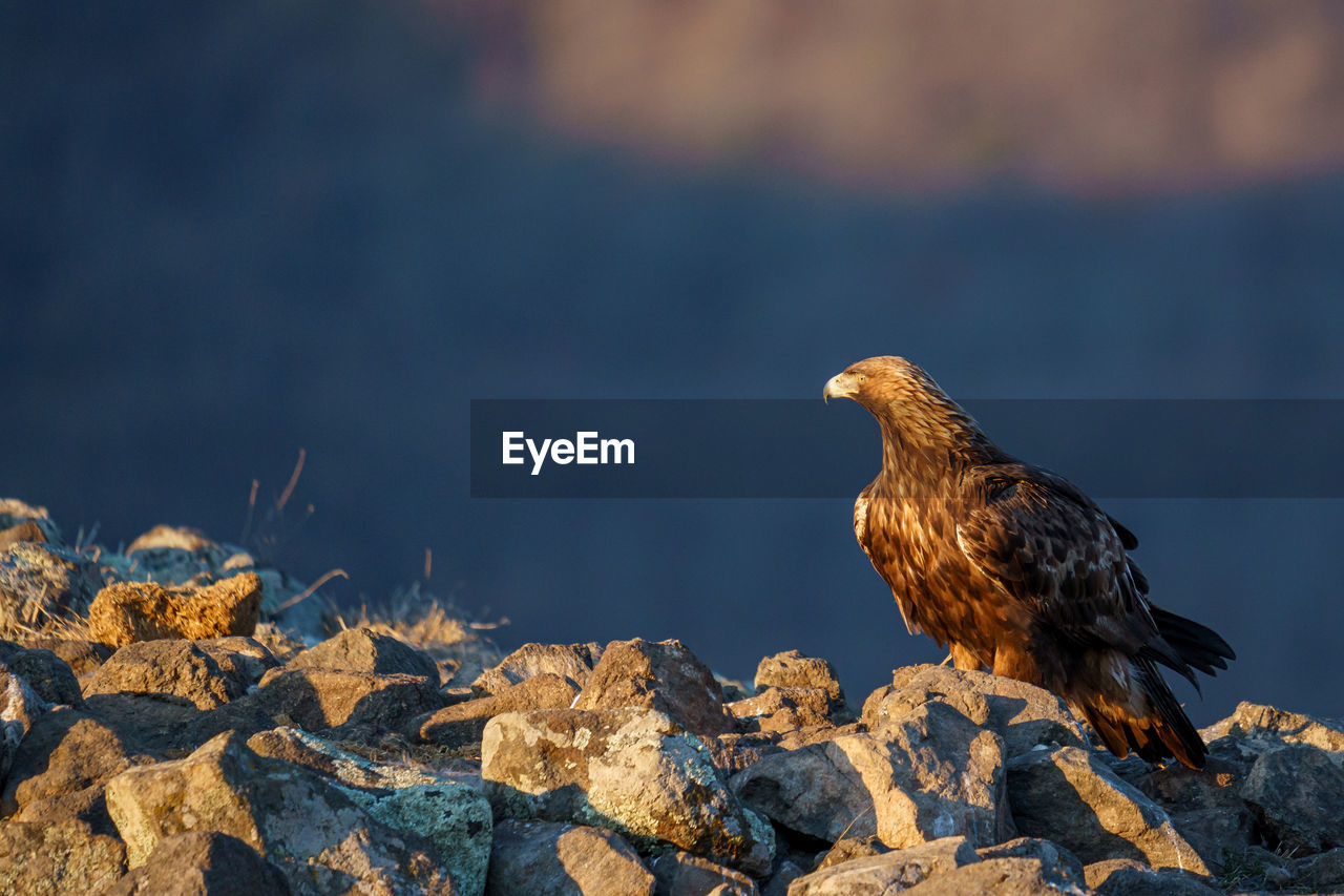 animal themes, animal, bird, animal wildlife, wildlife, one animal, bird of prey, eagle, nature, rock, no people, perching, full length, outdoors, side view, falcon, landscape, vulture, beak, beauty in nature, day, sky, bald eagle