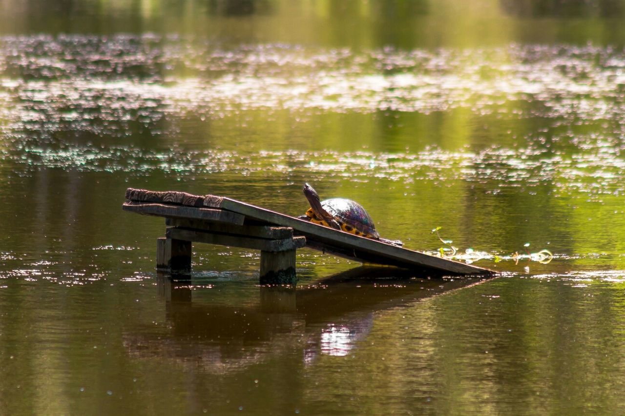 Tortoise climbing on wooden plank in lake