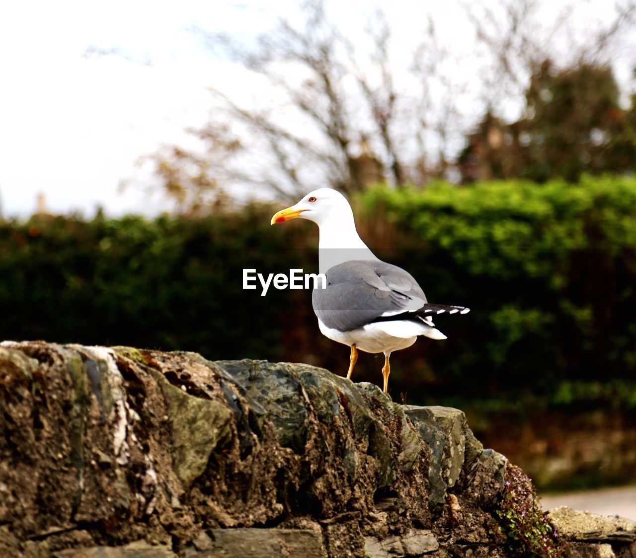 CLOSE-UP OF BIRD PERCHING ON ROCK AGAINST STONE WALL