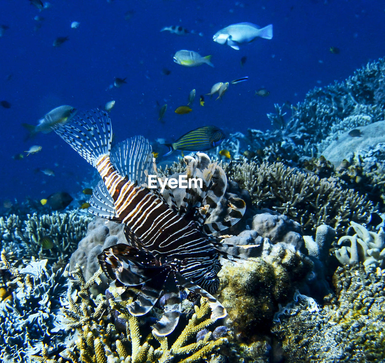 School of fish swimming in sea