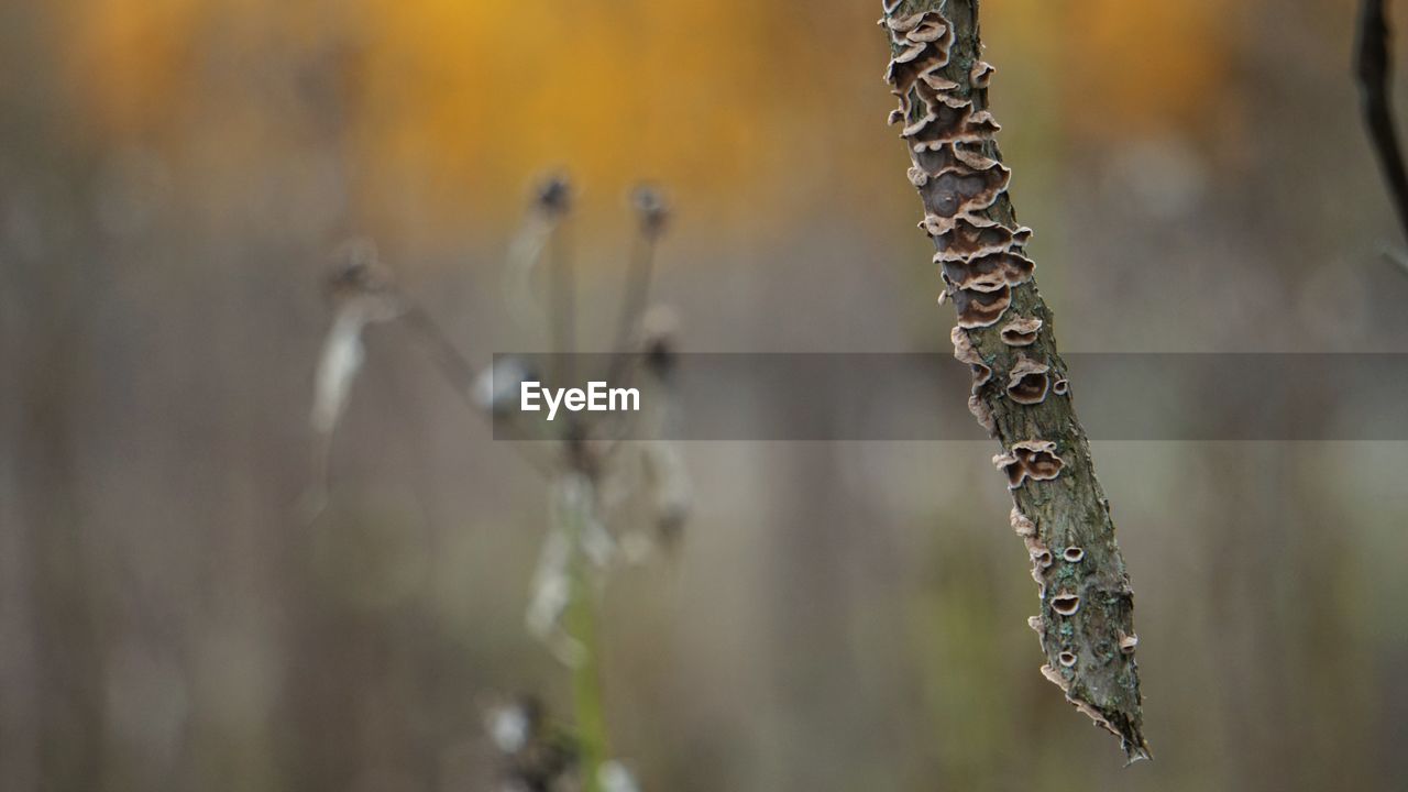 Close-up of twig on tree