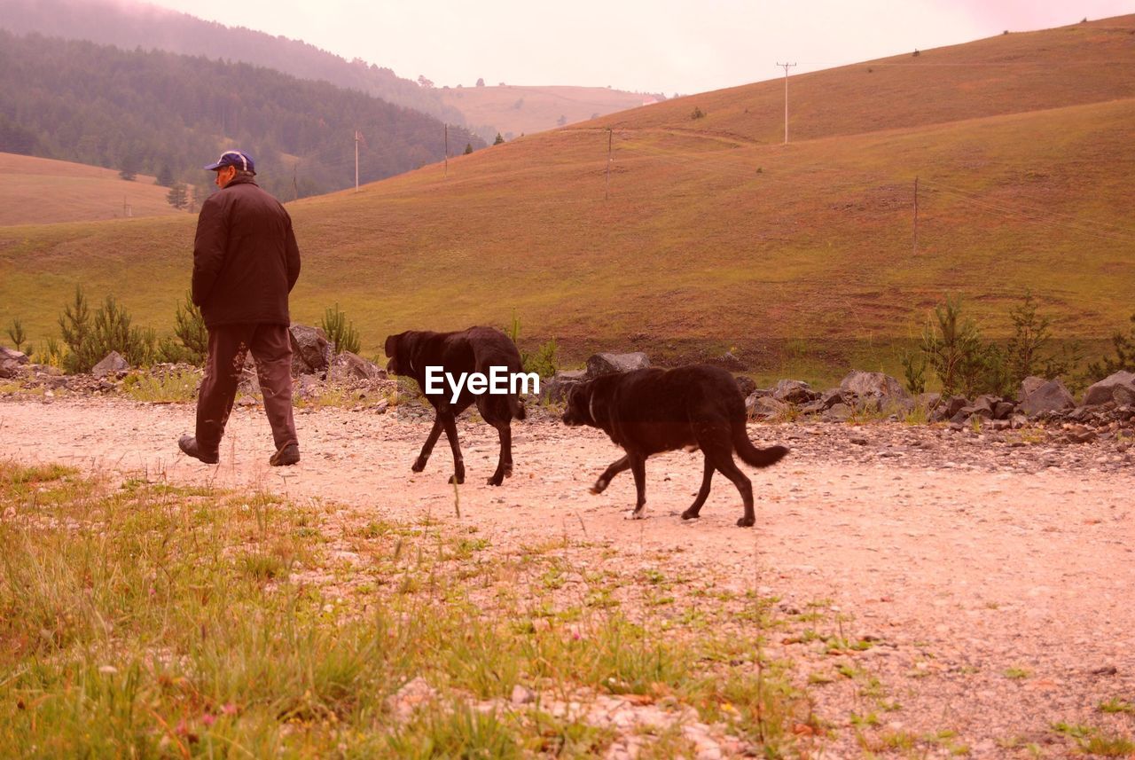 Rear view of man with dogs walking on field