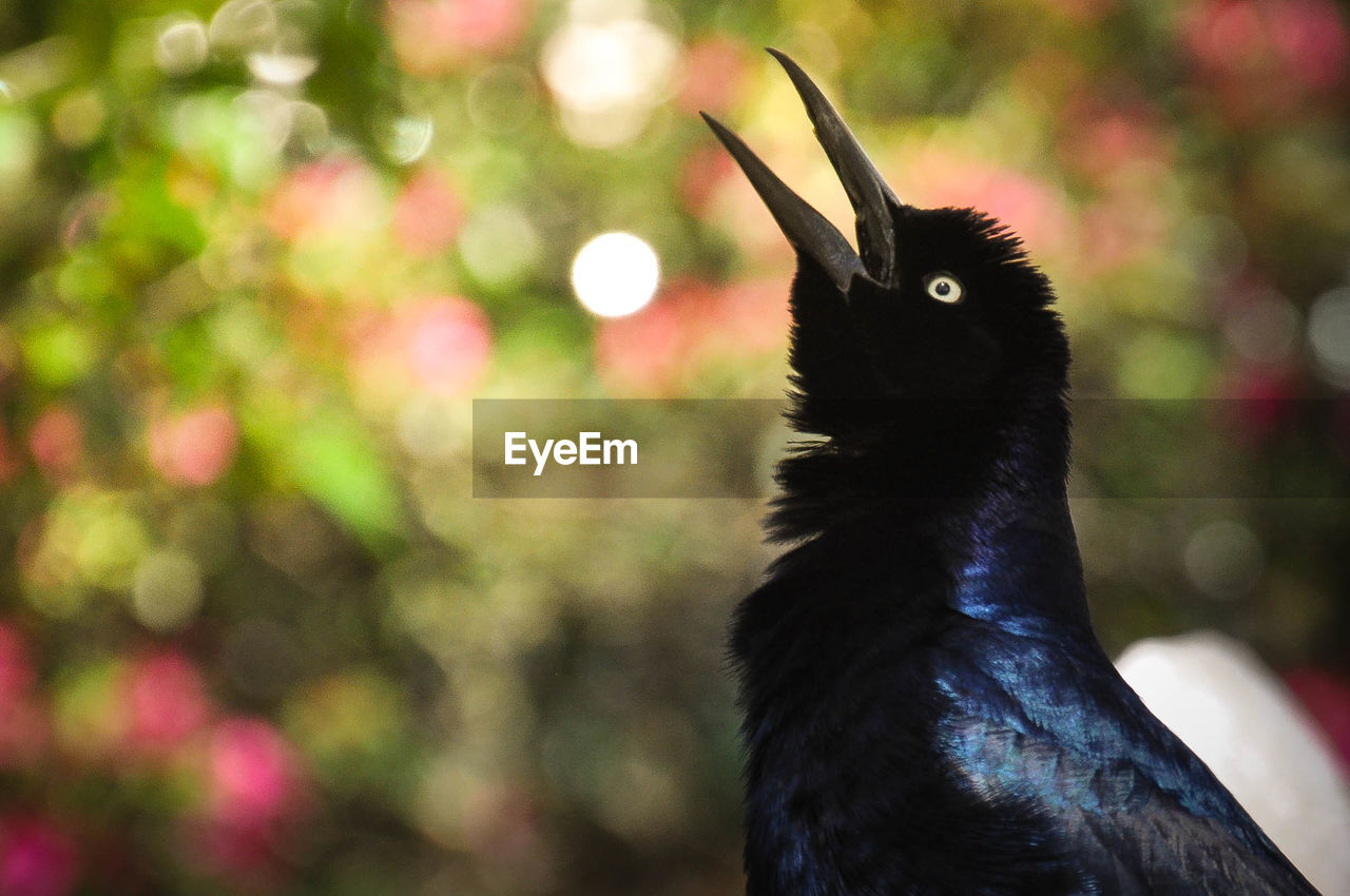 Close-up portrait of a bird