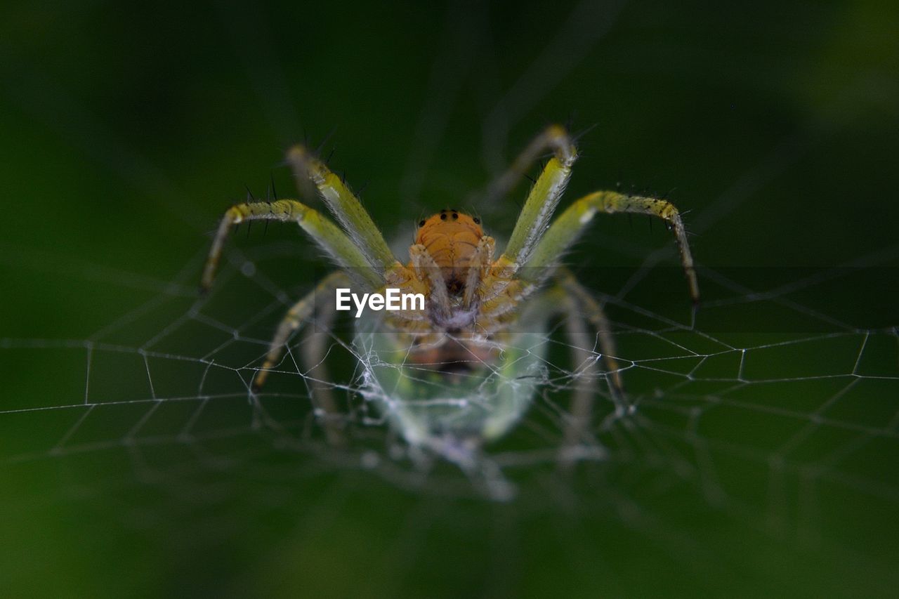 Close-up of spider on web