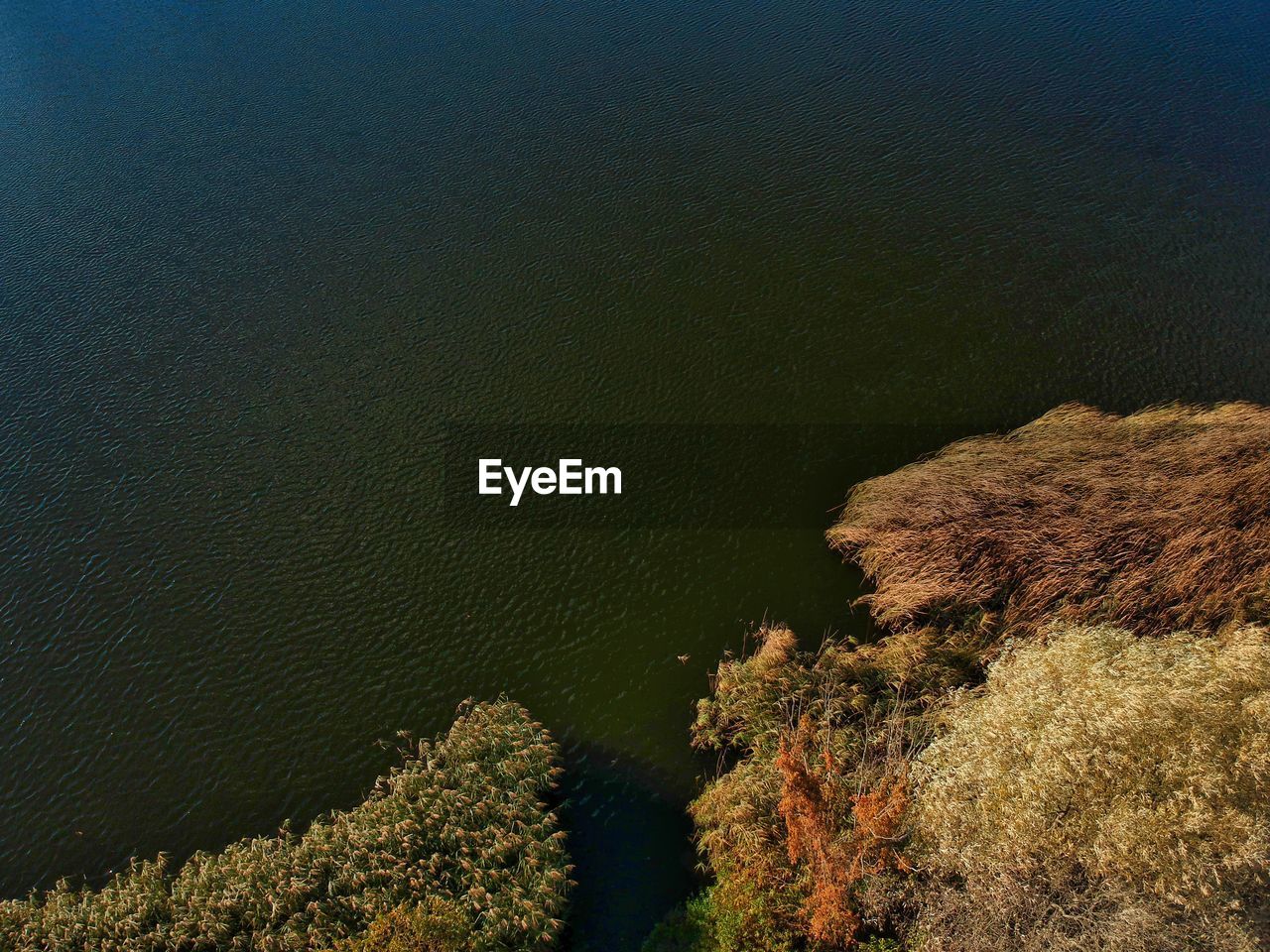 HIGH ANGLE VIEW OF TREES BY SEA DURING AUTUMN