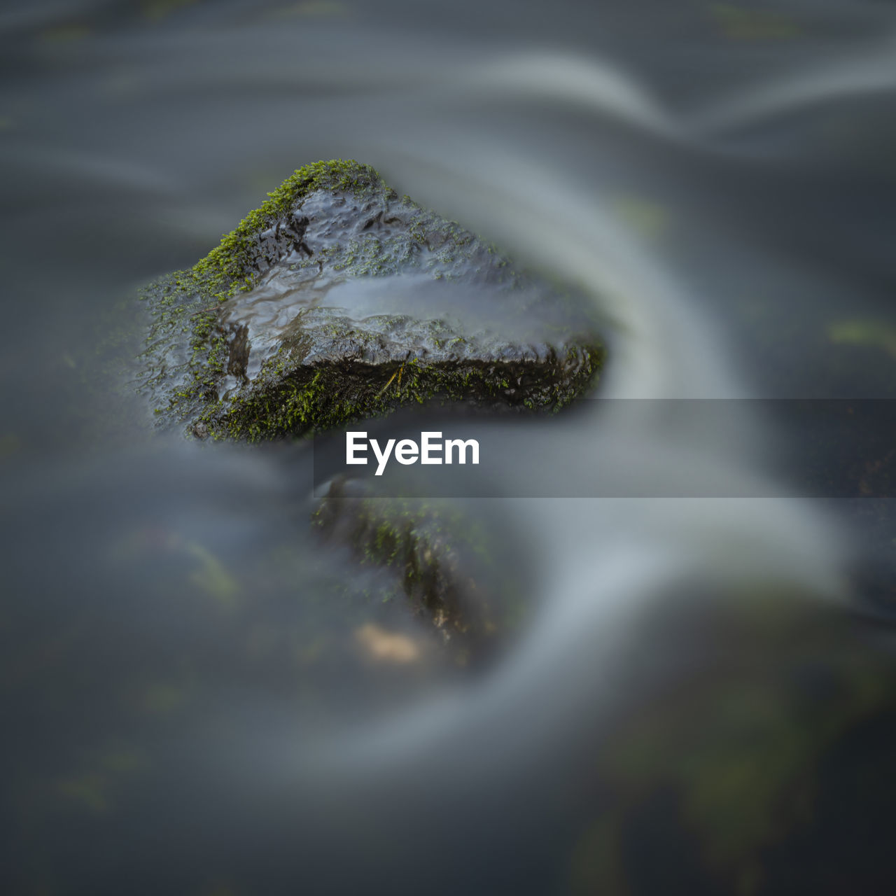 Close-up of moss on rock