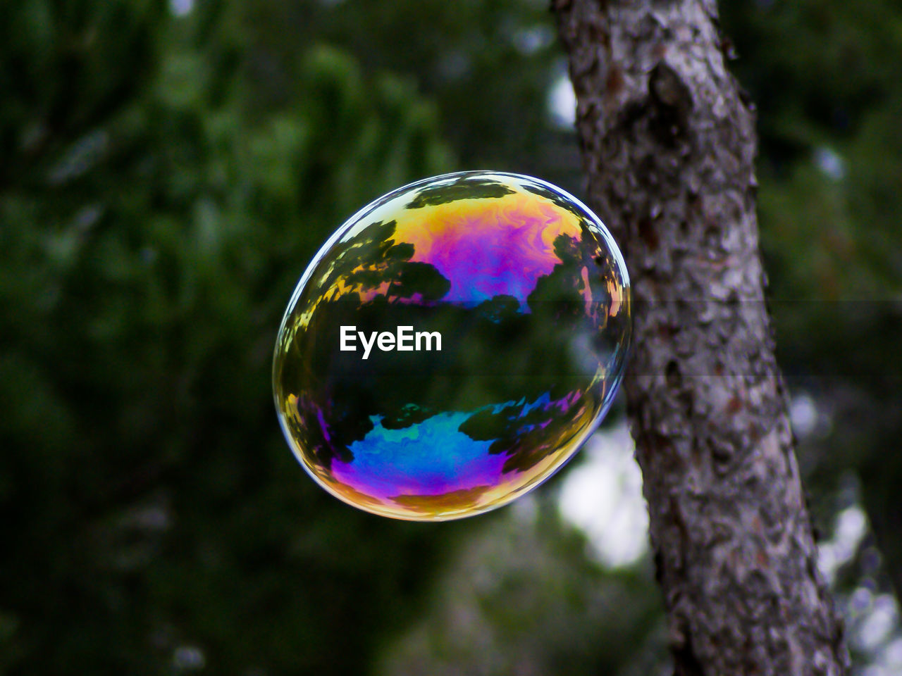 bubble, tree, soap sud, fragility, liquid bubble, plant, nature, mid-air, sphere, multi colored, bubble wand, reflection, focus on foreground, light, green, transparent, shape, tree trunk, outdoors, day, spectrum, trunk, geometric shape, blue, no people, forest, yellow, shiny, refraction, close-up, single object, soap, lightweight, flying, leaf, blowing, beauty in nature, circle, environment, sunlight, water, rainbow