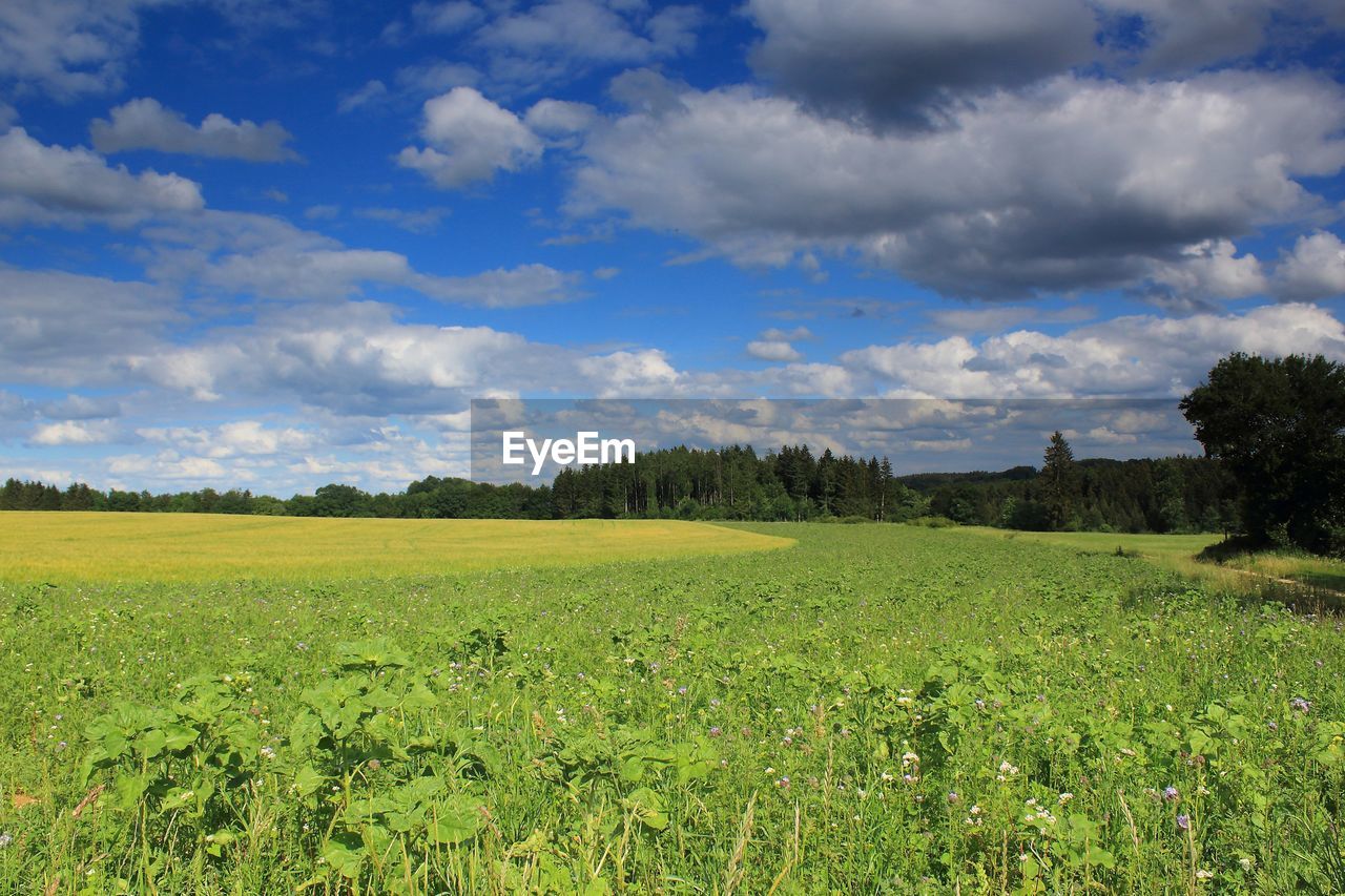 Scenic view of field against sky