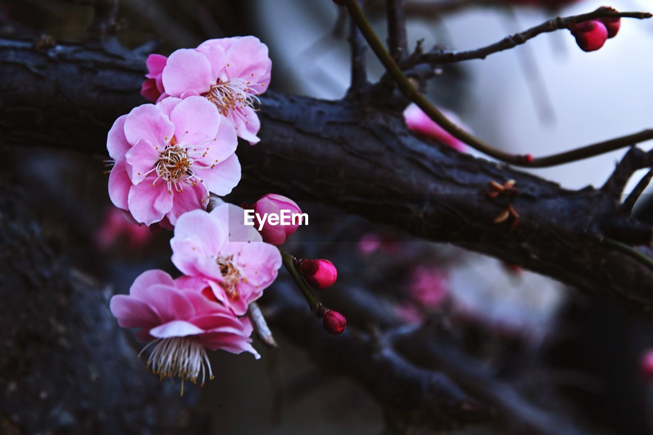 CLOSE-UP OF PINK FLOWERS BLOOMING OUTDOORS