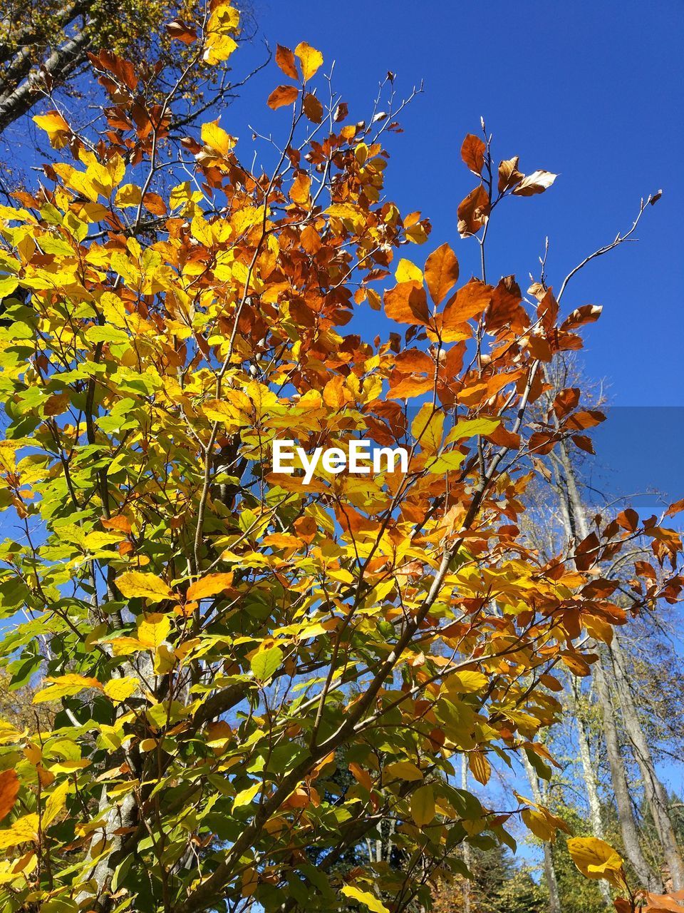 LOW ANGLE VIEW OF FLOWER TREE AGAINST SKY