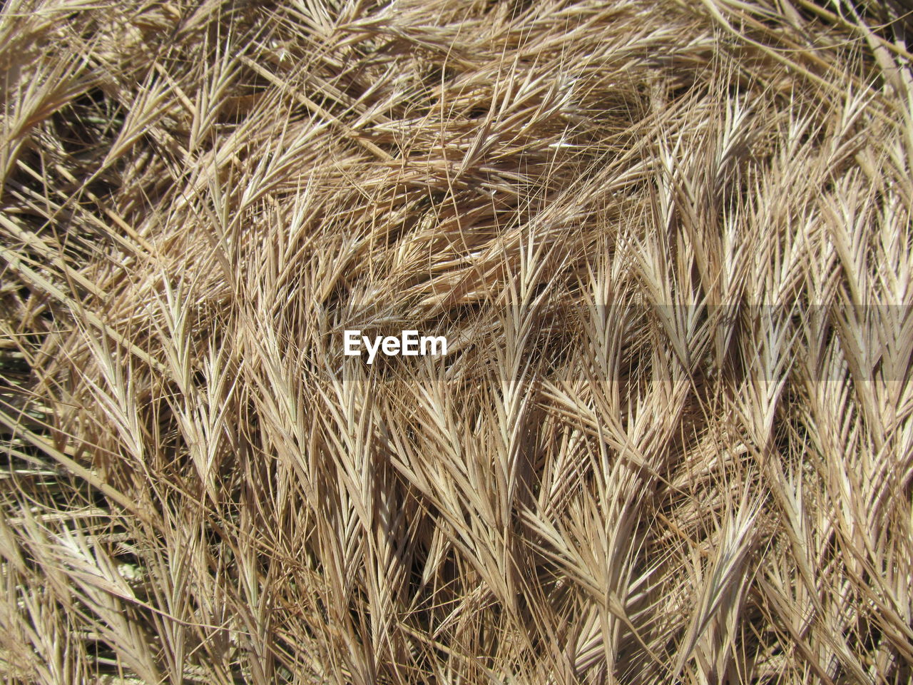 View of crop in field