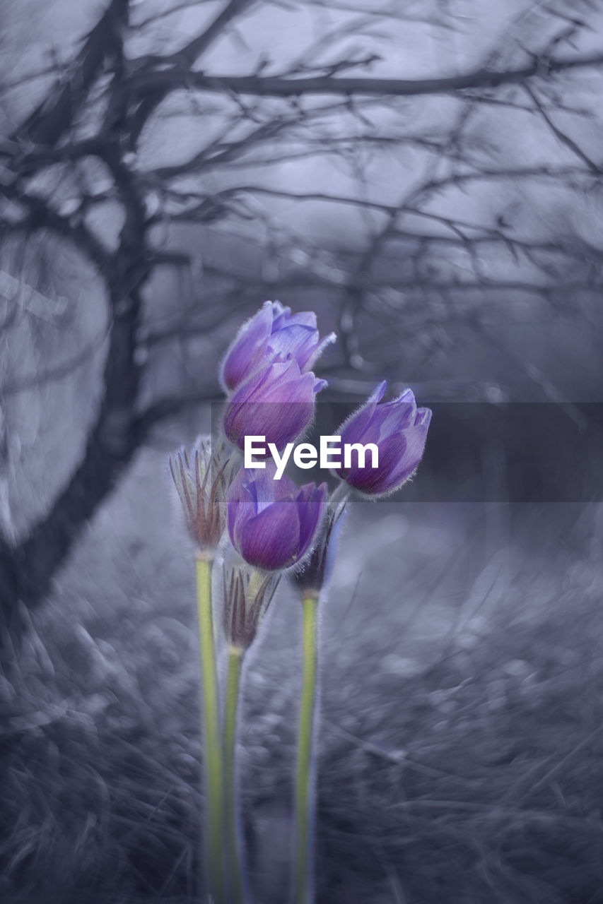 CLOSE-UP OF PURPLE CROCUS FLOWER