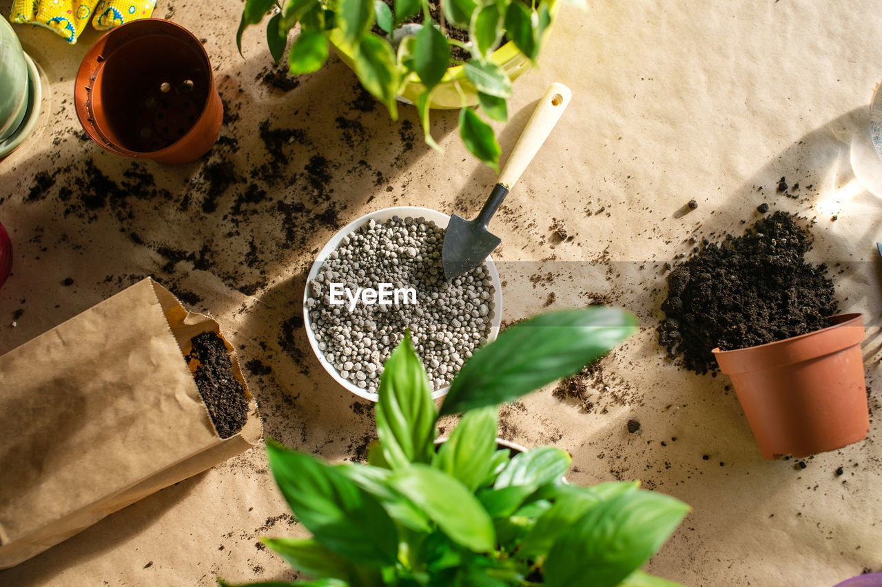 Indoor ficus plants are on the table for transplanting. a tool for transplanting. a jug of water