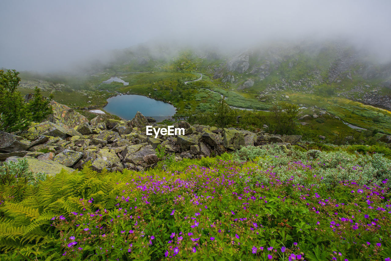 Scenic view of flowering plants on land