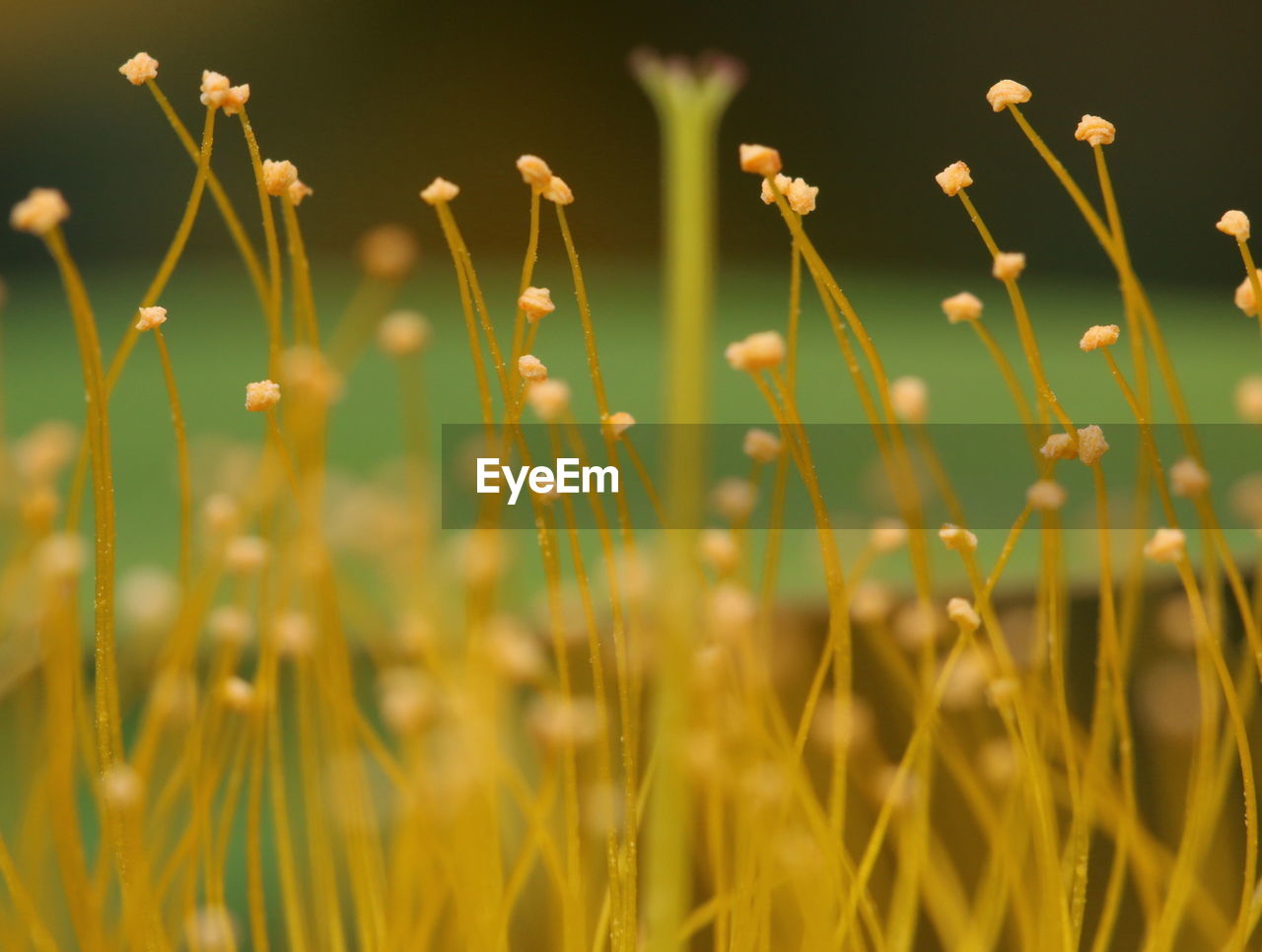 Close-up of stalks against blurred background