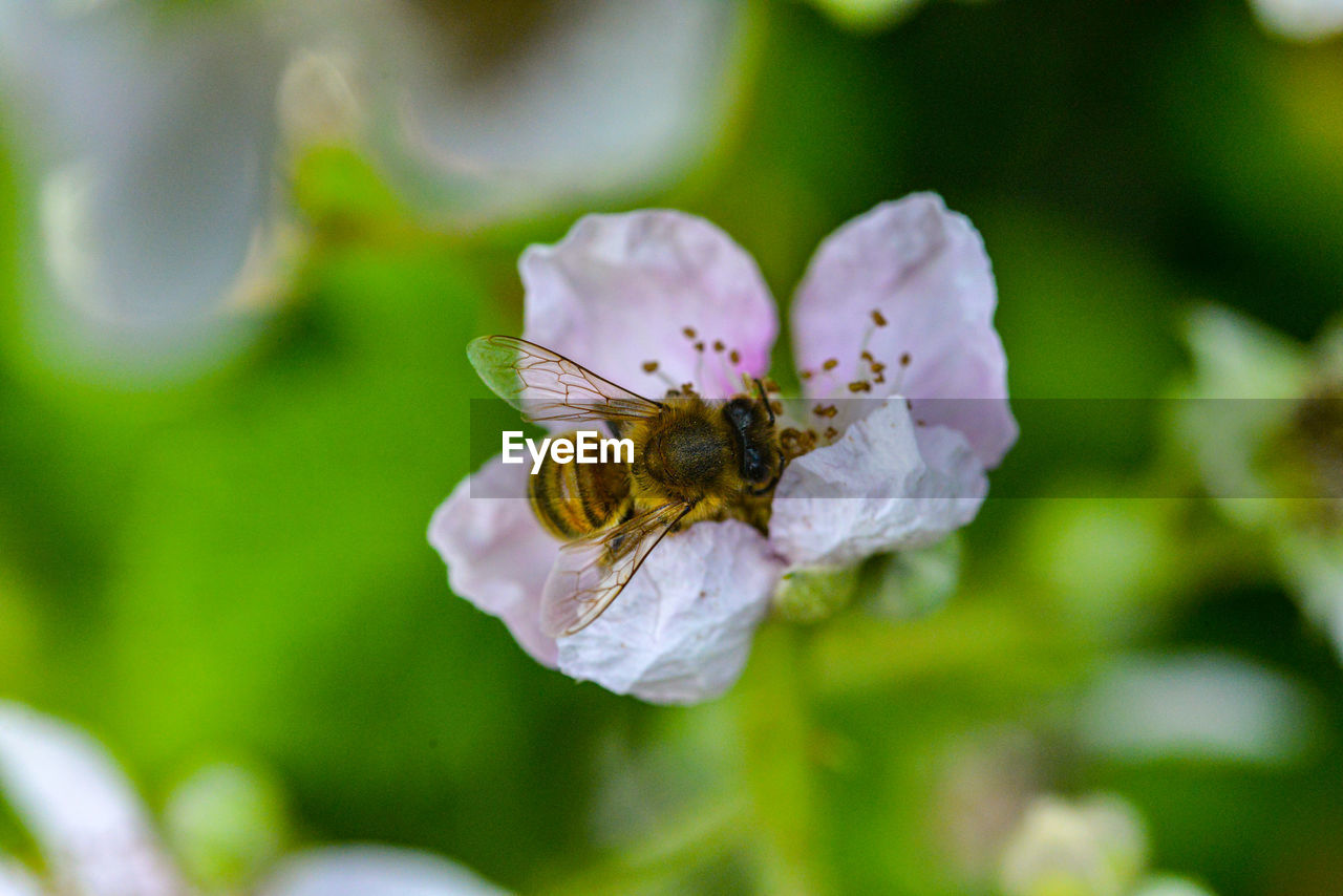 Close-up of bee pollinating on flower