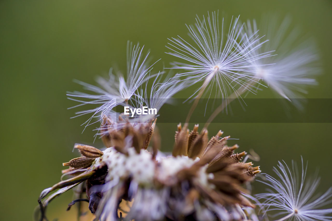 Close-up of dandelion on plant