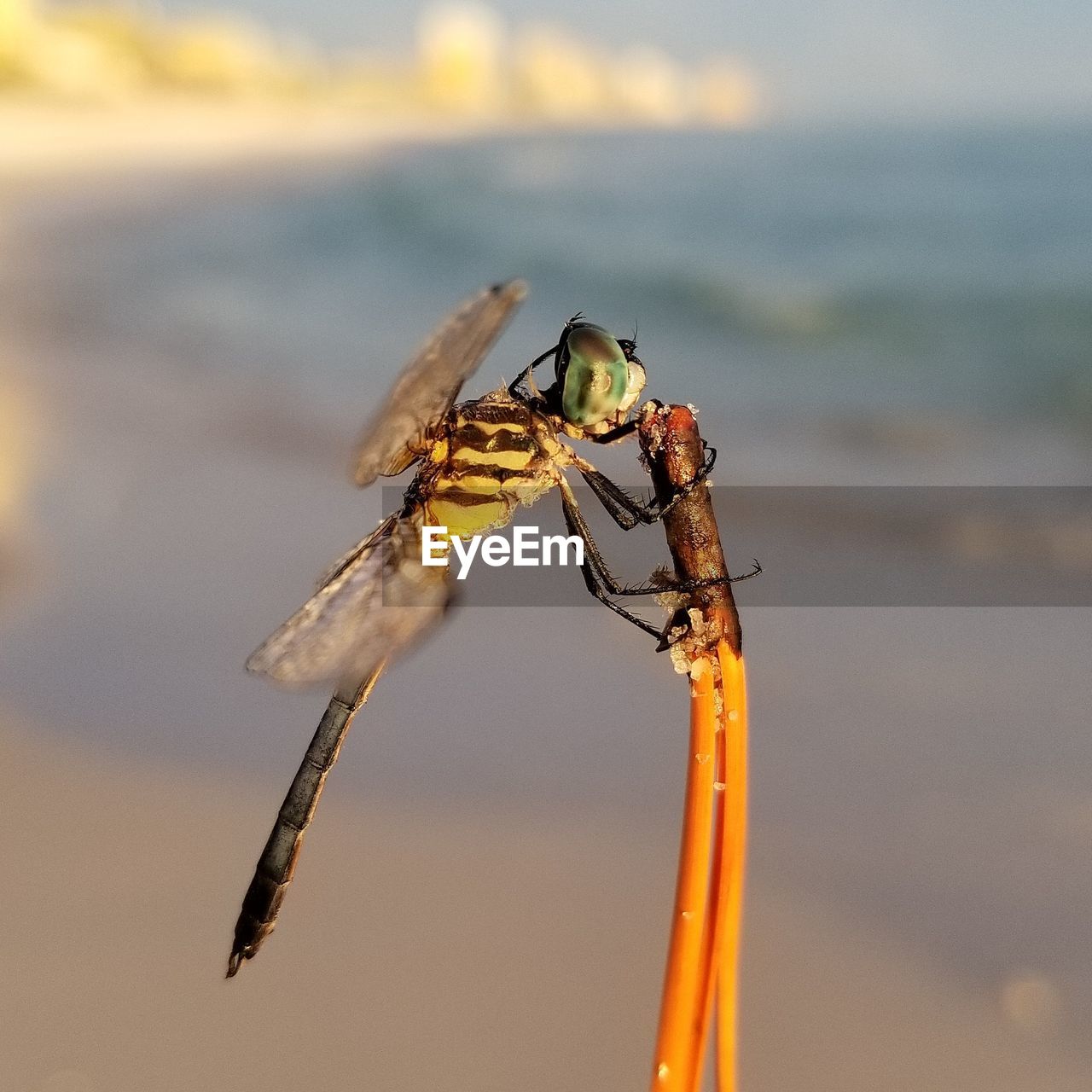 CLOSE-UP OF INSECT ON STEM